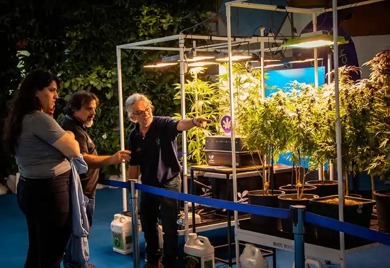 ROMPIENDO PARADIGMAS: Por primera vez en su historia, el cannabis se hizo presente en la Fiesta Nacional de la Flor