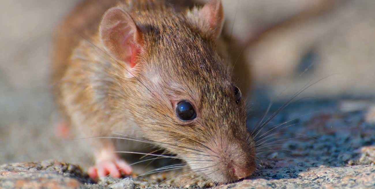 Confirman la muerte de un joven con hantavirus en Santa Fe