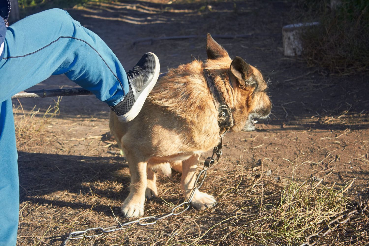 Abandono y maltrato animal: una problemática de años en Gualeguay