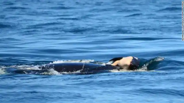Con el corazón roto: una orca lleva siete días nadando con su bebé muerto