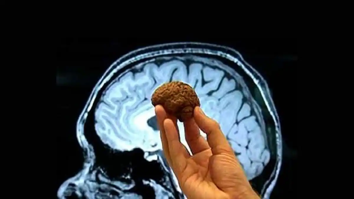 Chocolate: el secreto neuroprotector que potencia el cerebro y las emociones