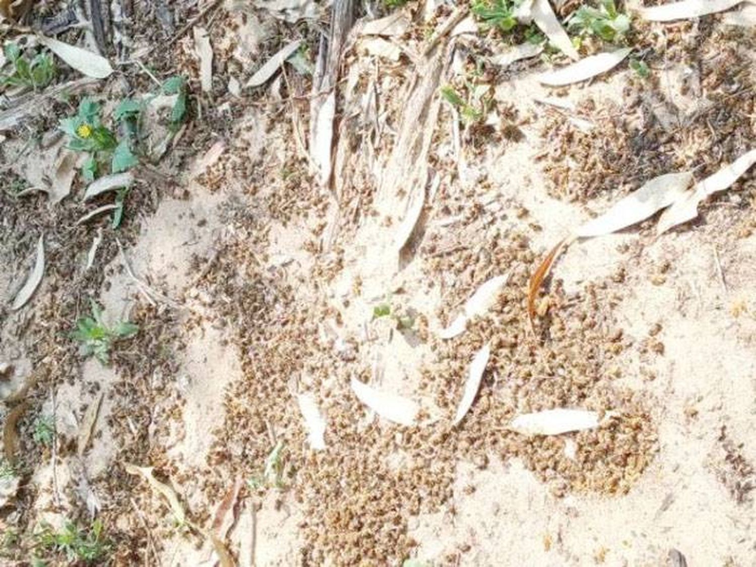 El uso irracional de  insecticidas provoca  innumerables pérdidas  a apicultores