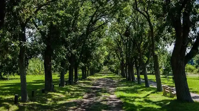 Concejal denuncia tala inesperada de árboles en María Grande