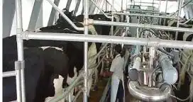 Caería un 11% la producción de leche en el 2016