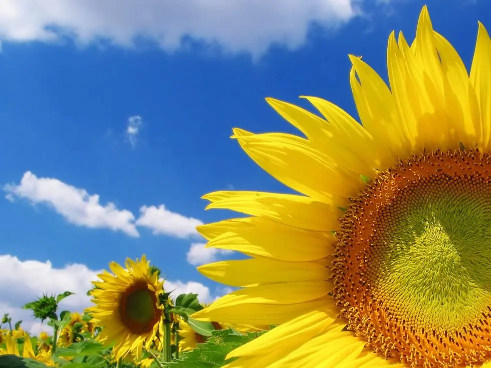 Buscan genes involucrados  en el rinde del girasol