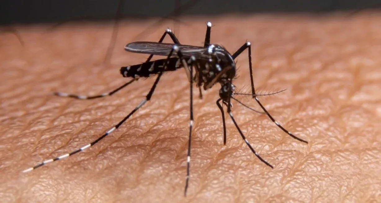 El mosquito Aedes aegypti, que transmite dengue, zika y chikungunya.