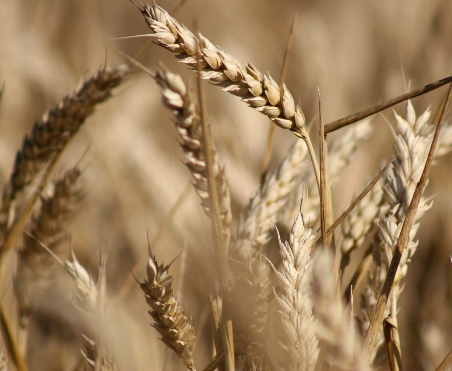 La Sociedad Rural pidió por la liberación del trigo y por un mercado transparente