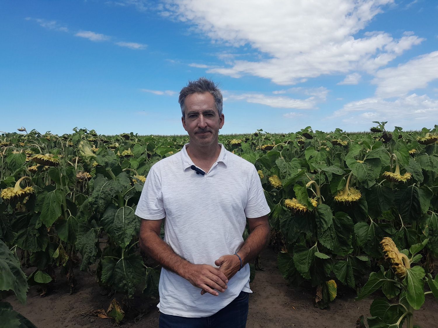 Nutrición en girasol: el equilibrio clave entre el piso y el techo