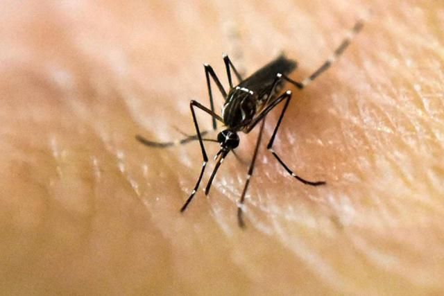 Epidemiología confirmó el segundo caso de dengue importado en Paraná

