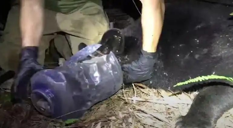 ¡SIN QUE NADIE PUDIERA AYUDARLA! Una pobre osa tuvo una botella de plástico en la cabeza durante un mes