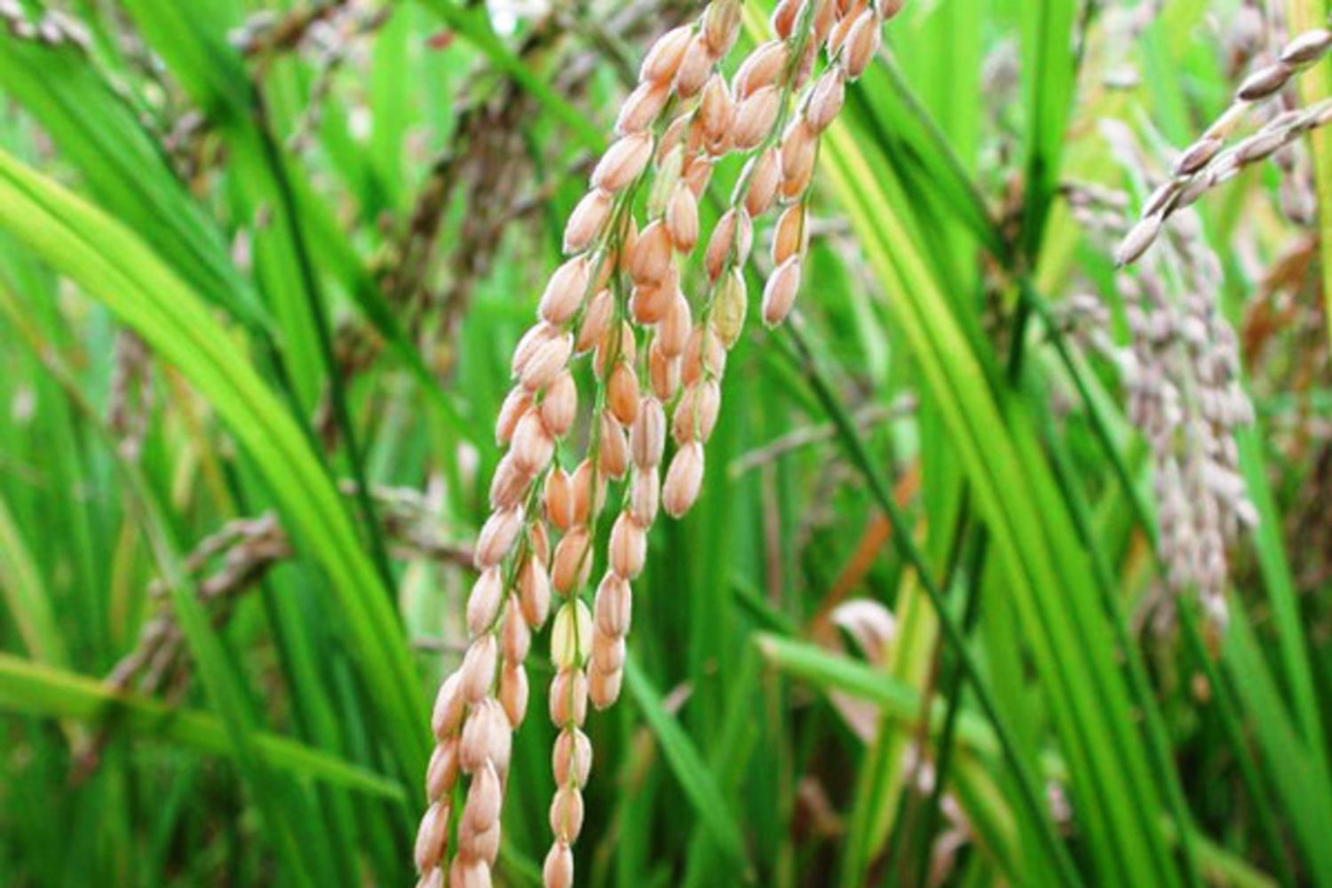 Arroz : la producción de creció 20% y superó las 1,5 millones de toneladas