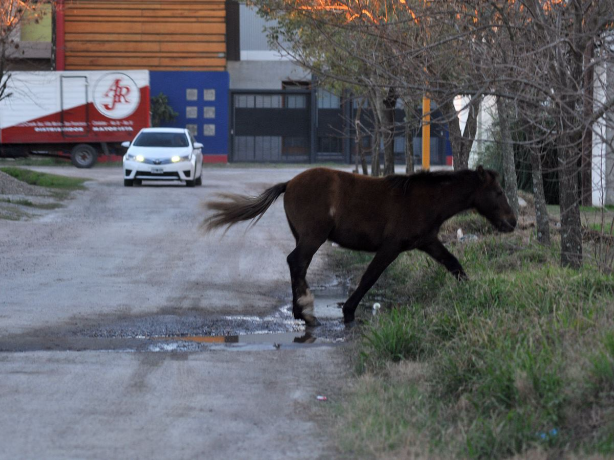 El peligro de los caballos sueltos