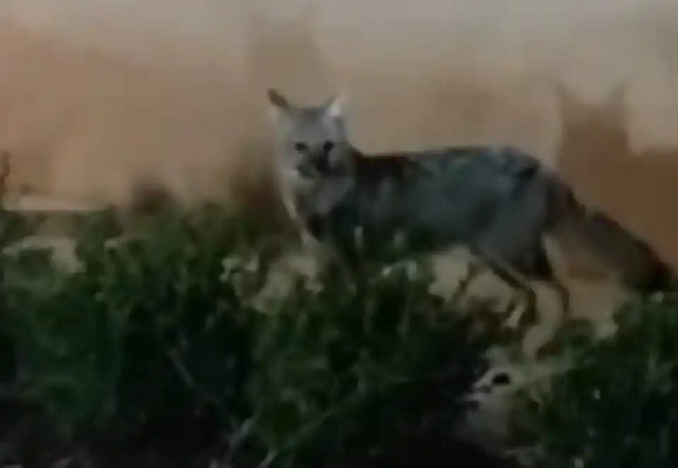 Grabaron a un zorro suelto en el Municipio de Tandil