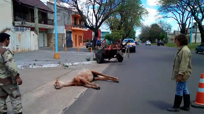 Un año es la pena máxima para los imputados de la muerte del potrillo