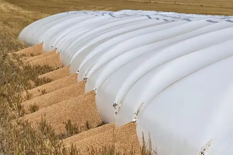 Así quedaron los silobolsas tras el ataque de los jabalíes.