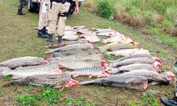 Ambientalista  advierte sobre la  depredación de peces en el Río Paraná