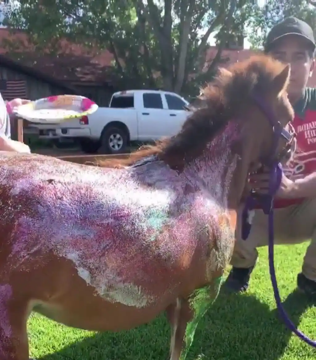 Repudio contra una modelo argentina a la cual se le ocurrió... ¡pintar un pony!