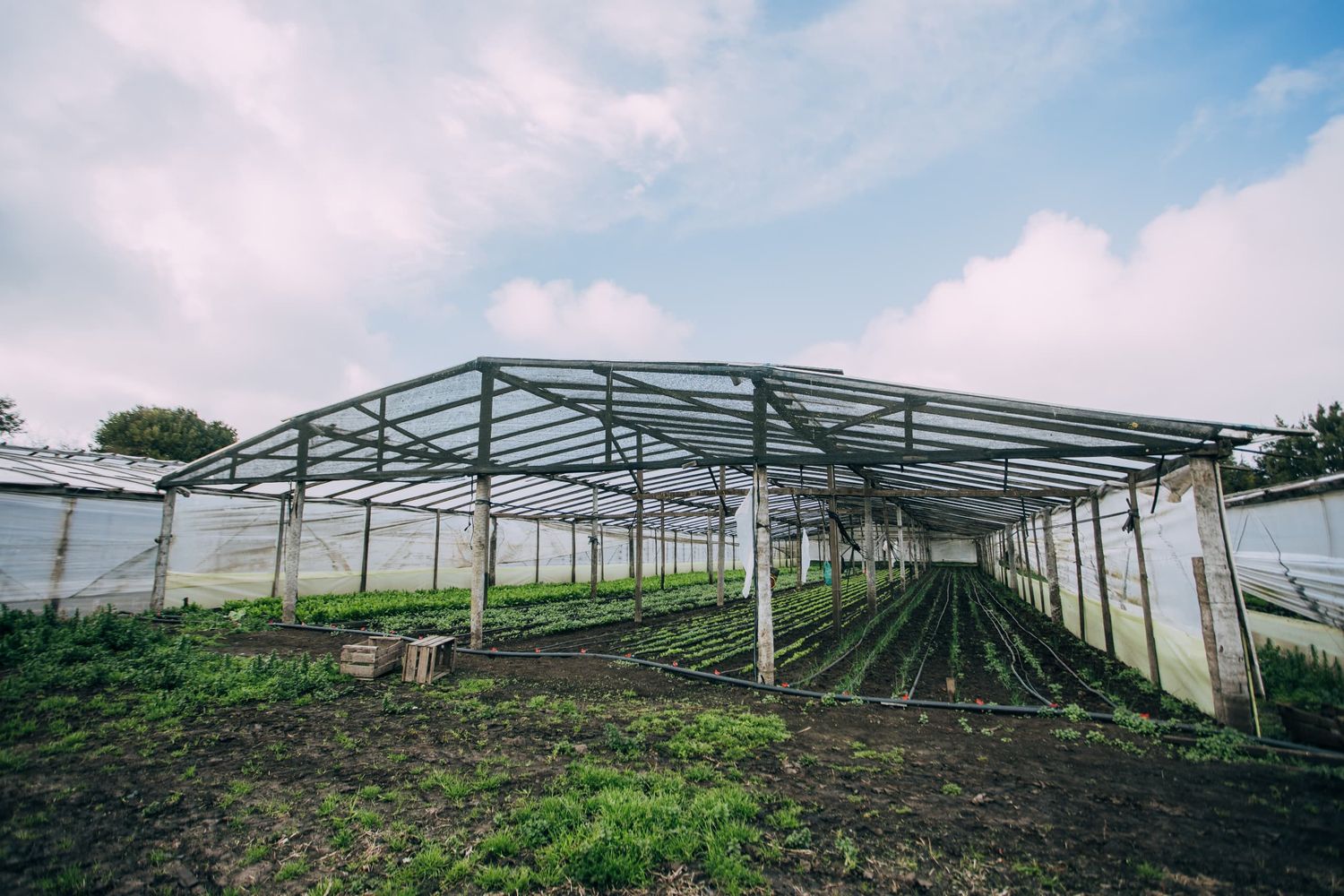 Banco de insumos para productores agropecuarios: destacan que impactará favorablemente en los precios