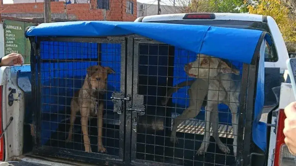 La Municipalidad de Rosario realizó 740 intervenciones por maltrato animal en lo que va del año.