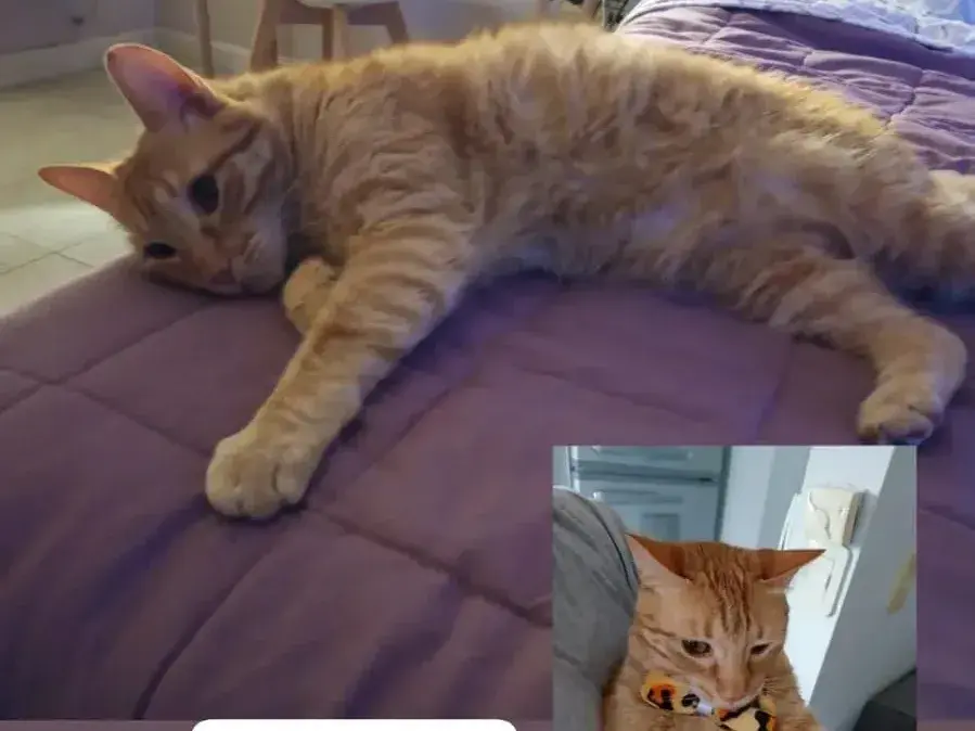Buscan a Bowie: gato perdido por Miguel Porta y Chacabuco