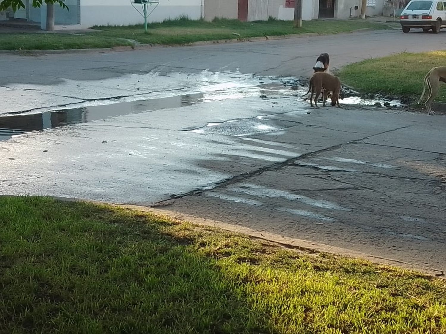 Reclamo por cloacas tapadas en Los Aromos