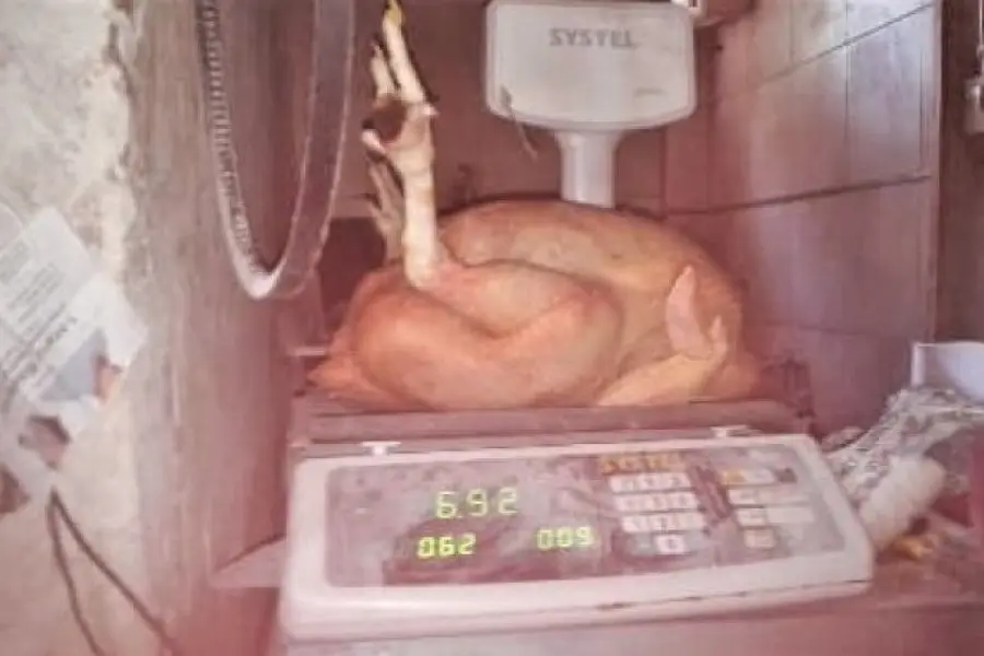 Sorpresa en una familia por un pollo que pesaba casi 7 kilogramos
