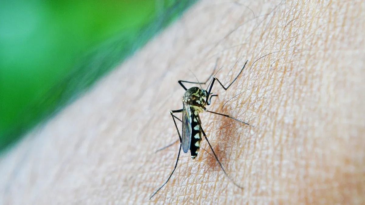 Hay brote de dengue en 16 municipios bonaerenses: Cuales son los más afectados