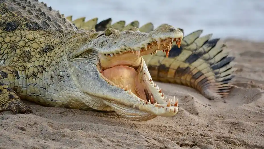 Coronavirus: violó la cuarentena y se lo devoró un cocodrilo