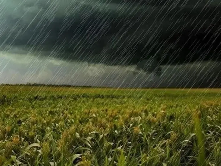 Campaña gruesa 2025/26: las lluvias de este mes darán el toque final a los rindes de este ciclo