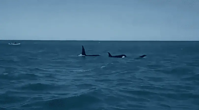 Una orca causó revuelo en playa de Monte Hermoso donde también vieron tiburones