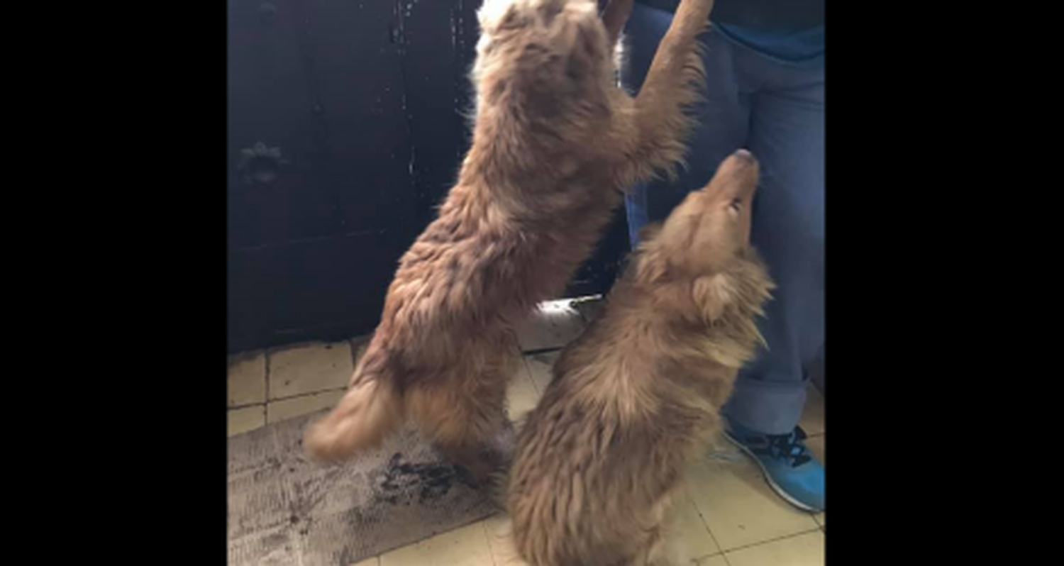 Claudia busca a quienes abandonaron a estas perras