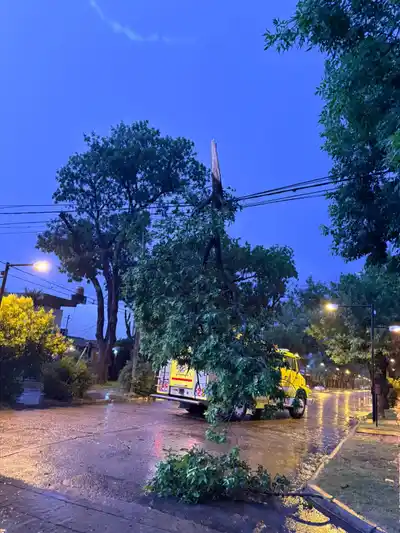 Tormenta en Venado: árboles caídos y cortes de calles