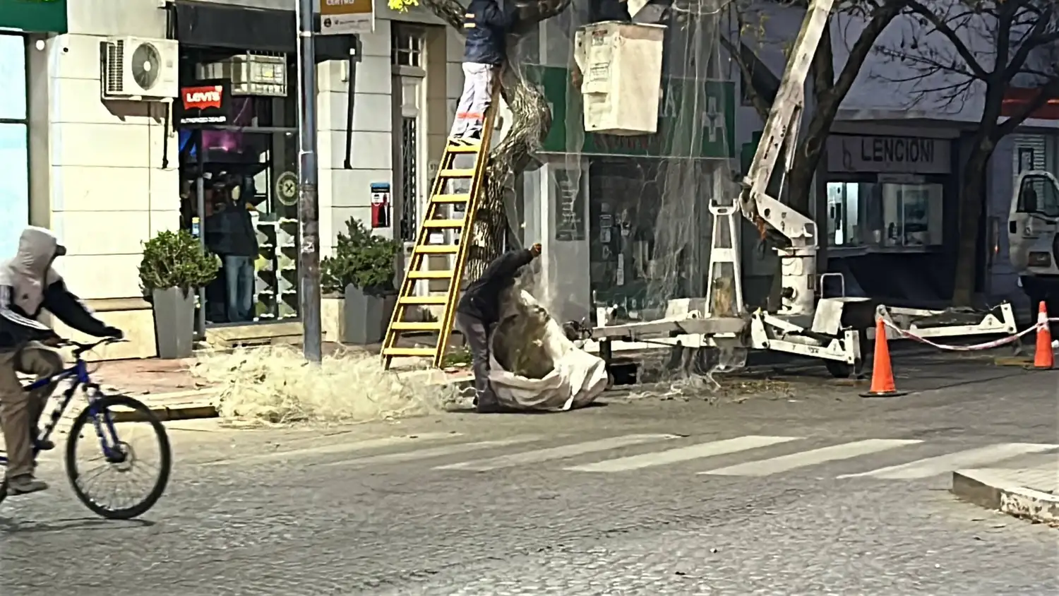 Instalaron nuevas redes en árboles del microcentro para ahuyentar las aves - 2