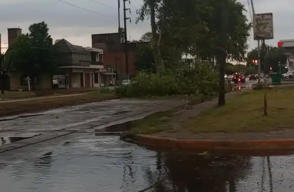 El saldo de la tormenta: ráfagas de 90 km/h y más de 170 árboles y ramas caídos