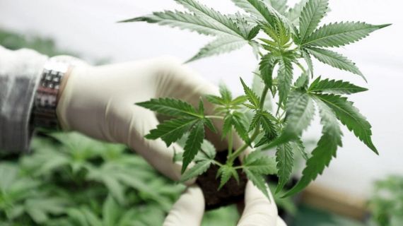 Renovaron las autoridades de la Mesa Intersectorial de Cannabis Medicinal en Tandil