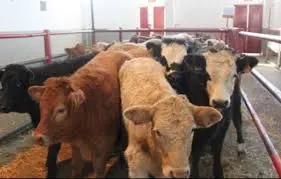 En la provincia buscan unificar las guías de traslados de animales
