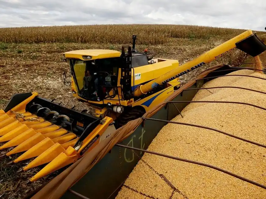 Mejora la condición hídrica de los cultivos y se consolida el avance del maíz.