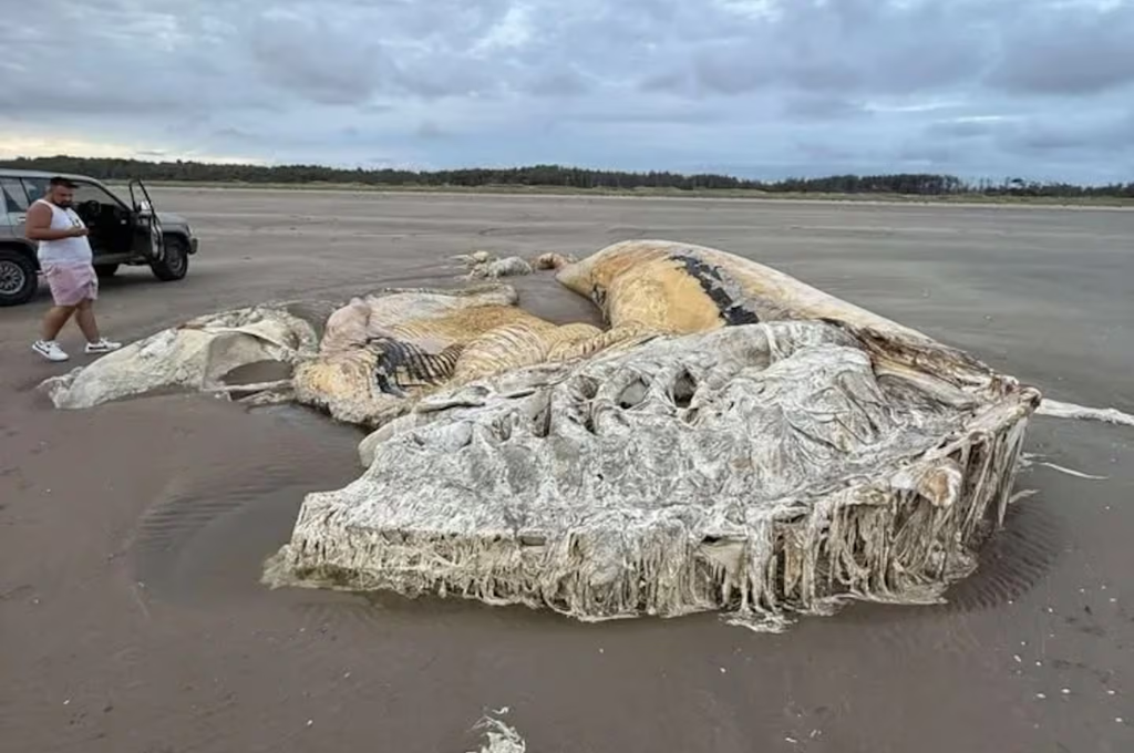 misteriosa criatura en costas británicas 2