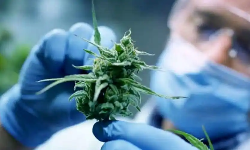 Científicas del CONICET y la Austral logran prevenir el dolor por quimioterapia con cannabis