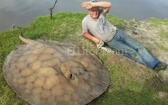 Pescaron una raya de cerca de 120 kilos en Santa Fe