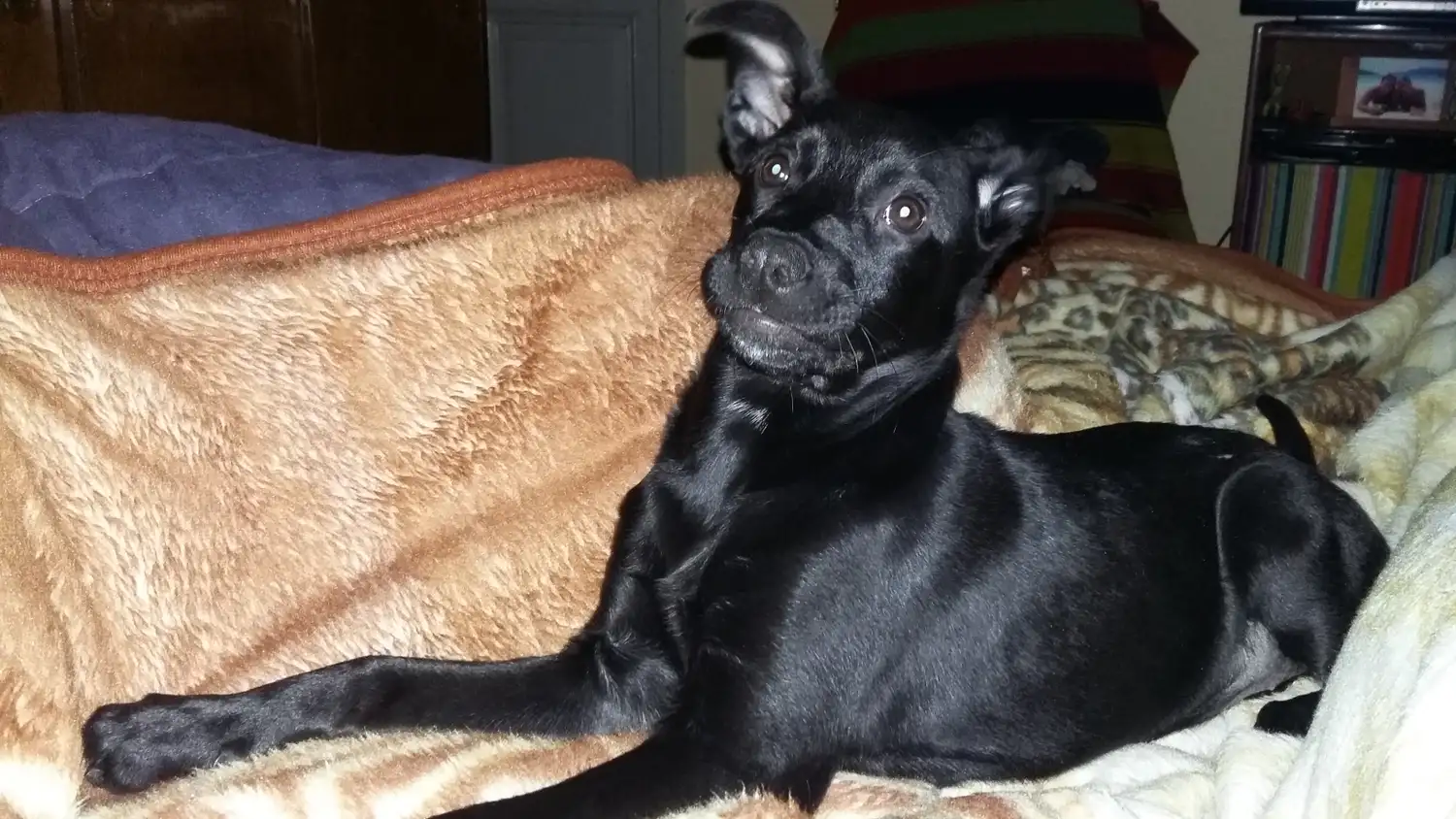 Este viernes se celebra el Día del Perro en todo el país