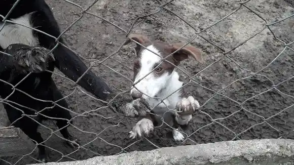 Por la crisis económica, cierra el Refugio Municipal de Animales de Madariaga: buscan hogares para casi 100 perros
