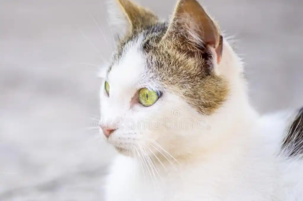 Mendoza: una familia perdió a su gato y ofrece una curiosa recompensa