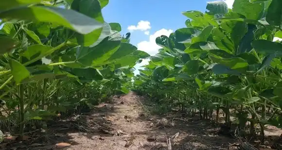 Las tan esperadas lluvias llegaron y favorecieron los cultivos
