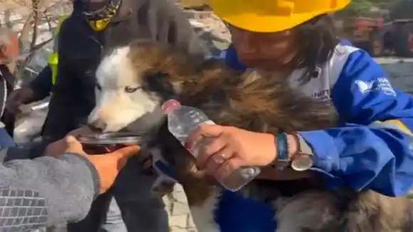 LA INCREÍBLE HISTORIA de Aleks, el perrito rescatado a 3 semanas del terremoto en Turquía