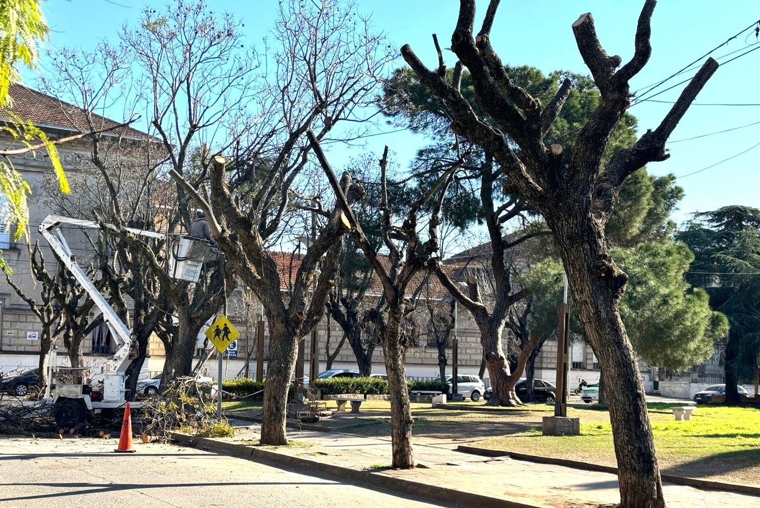 La semana pasada hubo poda frente al Normal "para proteger el retoño del pino de San Lorenzo".