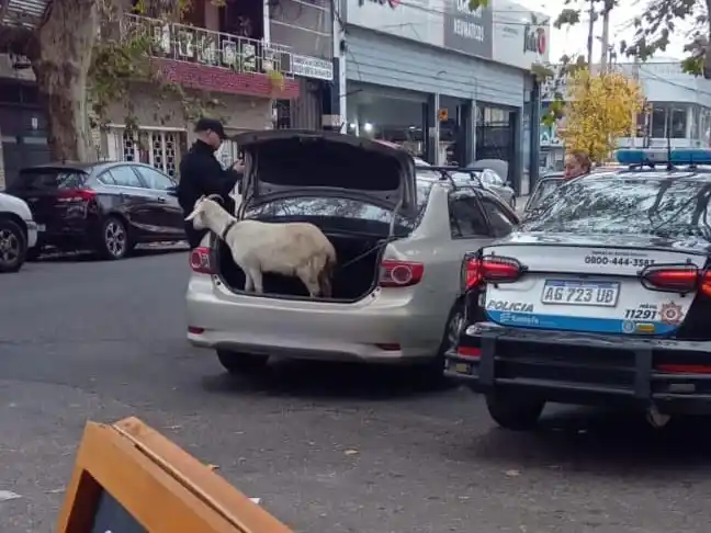 Increíble, pero real: rescataron un chivito que era transportado en el baúl de un auto en Rosario