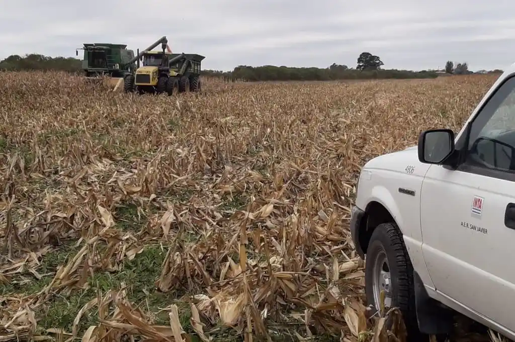 El maíz aprobó el primer examen para entrar en lotes arroceros