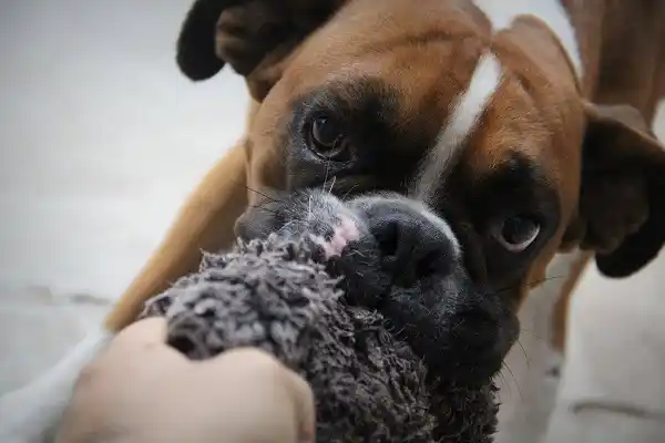 Tenencia responsable: Las castraciones se duplicaron en dos años