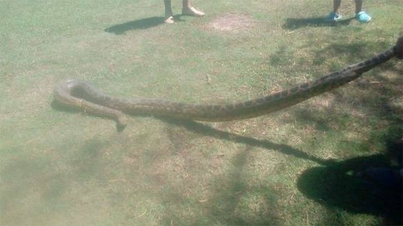 Otra víbora curiyú sorprendió a pescadores en un pueblo costero